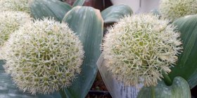 Allium  karataviense 'Ivory Queen' Karatau lauk taimena